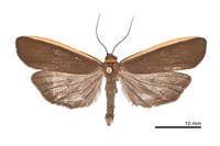 藏品(黑緣荷苔蛾)的圖片